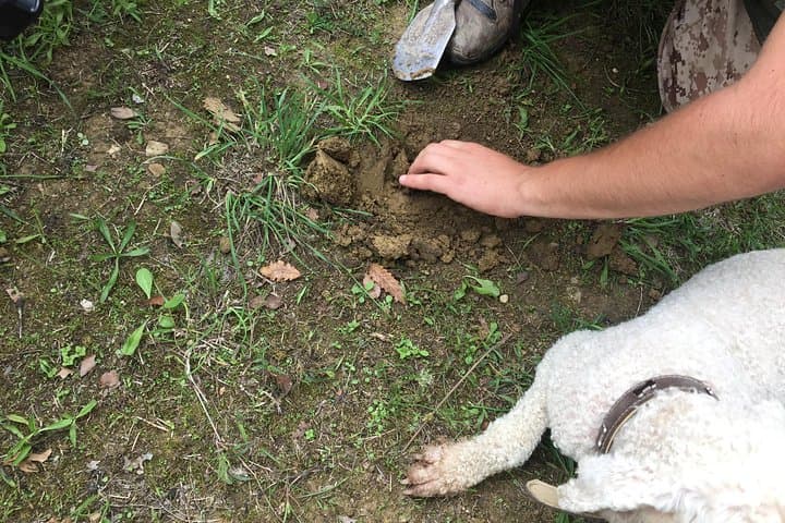 Guided Truffle Hunt in Istria: Day Trip from Zagreb with Tasting photo 6