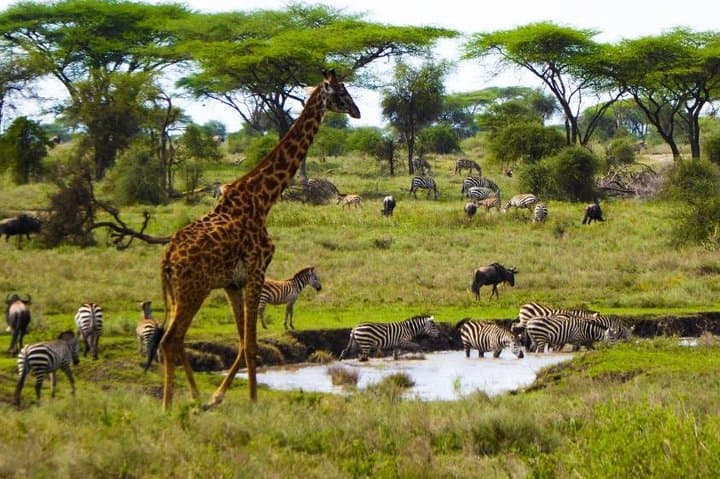 Tarangire Day Safari from Arusha — Elephants, Baobabs & River Wildlife photo 4