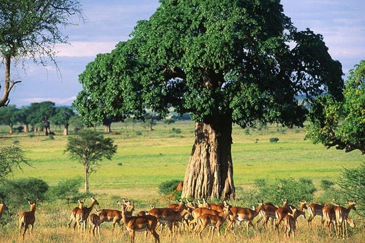Tarangire Day Safari from Arusha — Elephants, Baobabs & River Wildlife photo 6