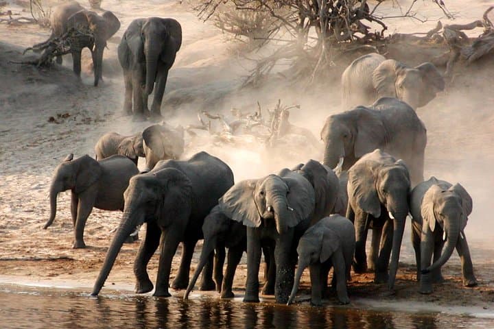 Full-Day Tarangire Safari: Elephant Herds, Baobabs & Afternoon Game Drive photo 4