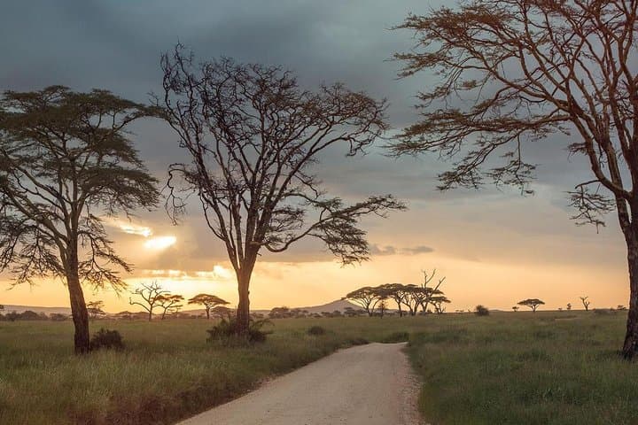 Full-Day Tarangire Safari: Elephant Herds, Baobabs & Afternoon Game Drive photo 3