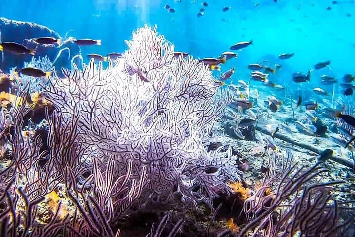 Semi-Private Phi Phi Islands Day Tour from Krabi — Snorkel Maya Bay & Bamboo Island photo 4