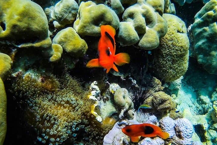 Semi-Private Phi Phi Islands Day Tour from Krabi — Snorkel Maya Bay & Bamboo Island photo 6