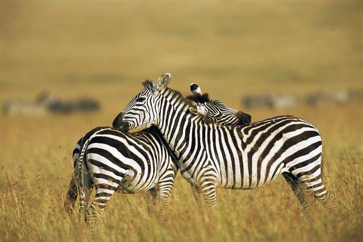 Two-Day Budget Safari in Masai Mara: Big Cats, Wildebeest and Sunrise Game Drives photo 4