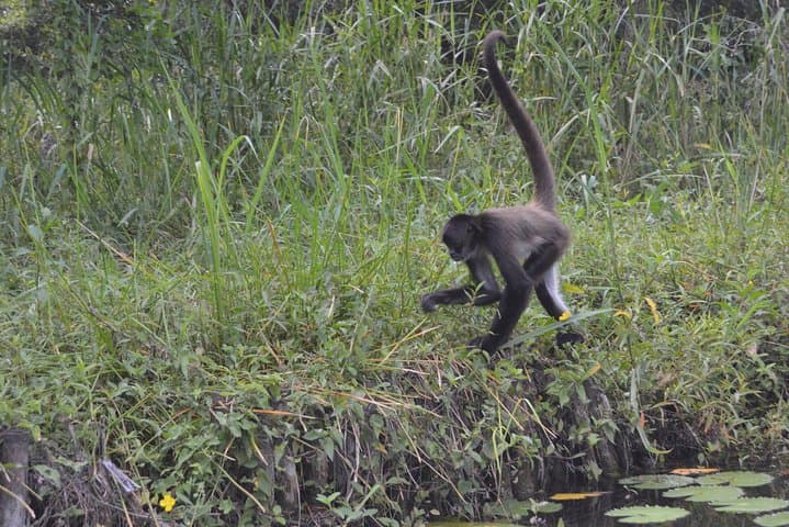 Lamanai Temples & New River Cruise: Howler Monkeys, Maya Ruins and Birding photo 6