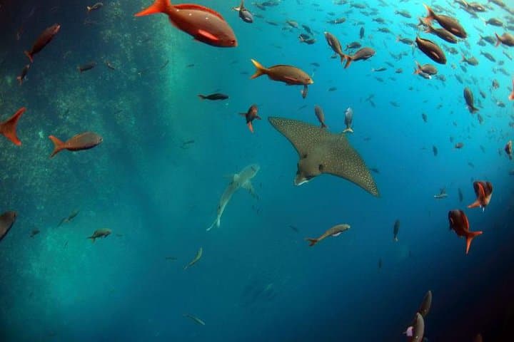 Snorkel Kicker Rock (León Dormido) — Full-Day Snorkel & Wildlife Trip from Puerto Baquerizo Moreno photo 5