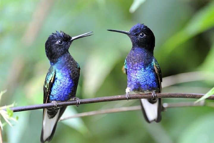 Full-Day Quito Equator Line & Hummingbird Garden Private Tour photo 4
