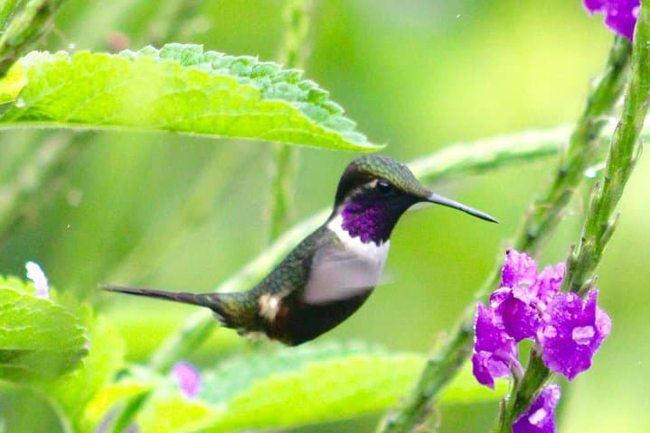 Full-Day Quito Equator Line & Hummingbird Garden Private Tour photo 5