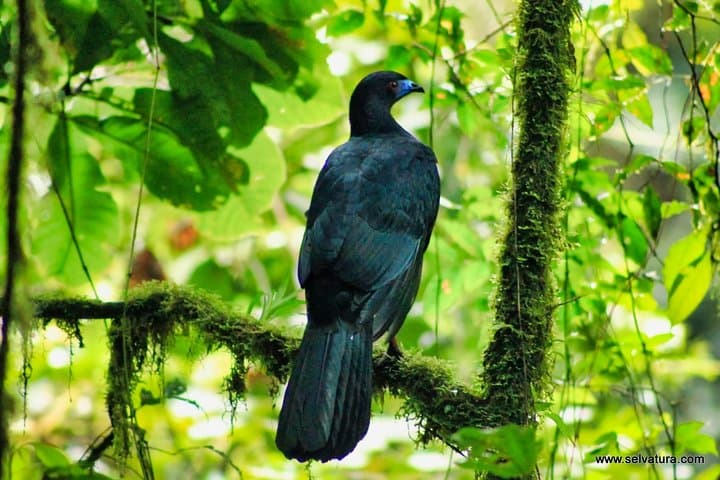 Full-Day Selvatura Monteverde Cloud Forest Adventure from Guanacaste photo 5