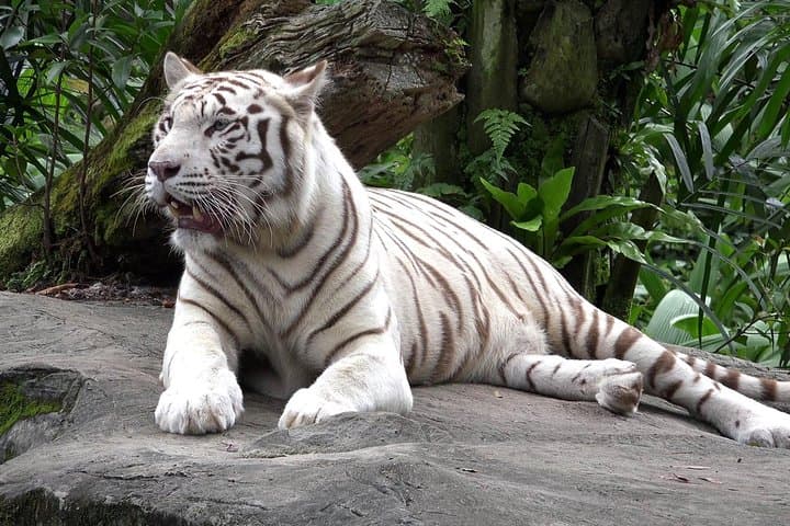 Delhi Zoo White Tigers & Purana Qila Old Fort Tour — See Tigers, Lions & Ancient Forts
