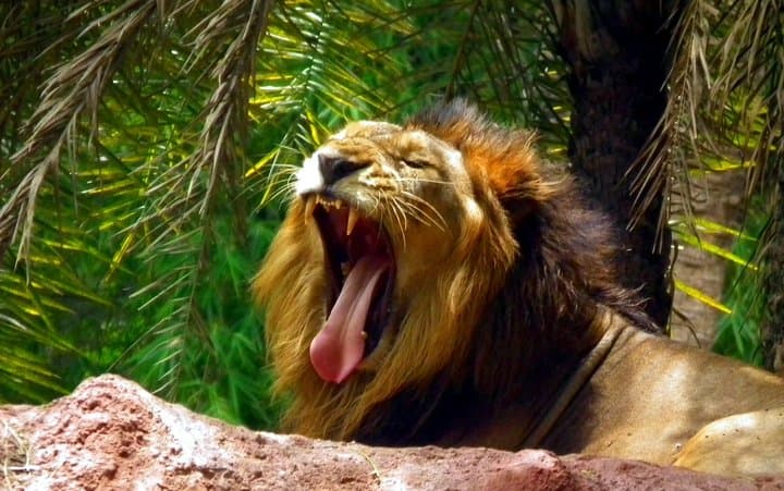 Delhi Zoo White Tigers & Purana Qila Old Fort Tour — See Tigers, Lions & Ancient Forts photo 2