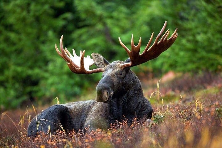 Ranua Zoo and BBQ: Arctic Wildlife Encounter and Campfire Lunch from Rovaniemi photo 3