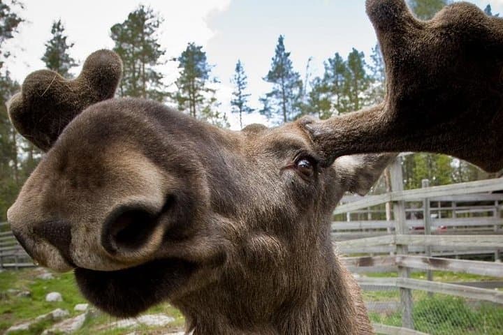 Ranua Zoo and BBQ: Arctic Wildlife Encounter and Campfire Lunch from Rovaniemi photo 4