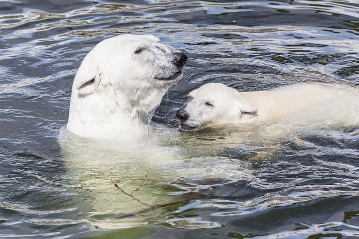 Ranua Zoo and BBQ: Arctic Wildlife Encounter and Campfire Lunch from Rovaniemi