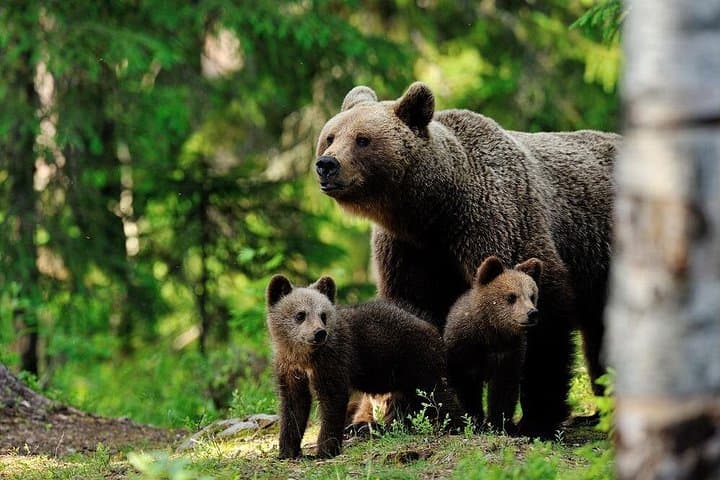 Ranua Zoo and BBQ: Arctic Wildlife Encounter and Campfire Lunch from Rovaniemi photo 5