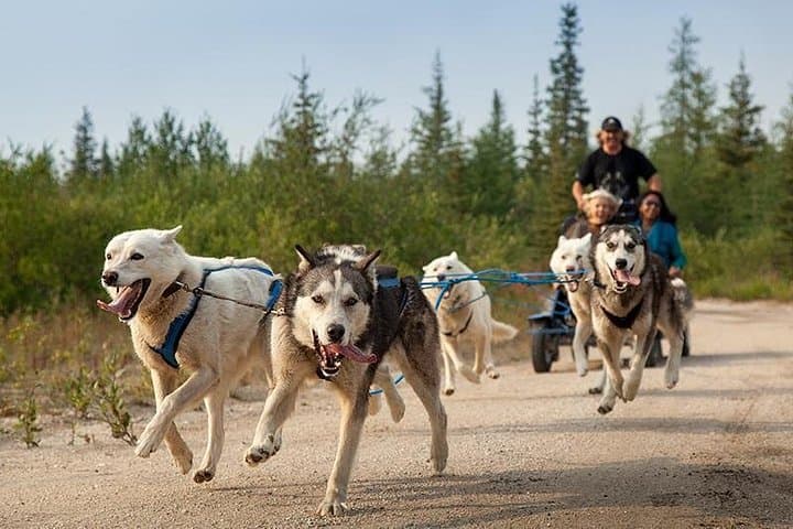 Ranua Zoo and BBQ: Arctic Wildlife Encounter and Campfire Lunch from Rovaniemi photo 6