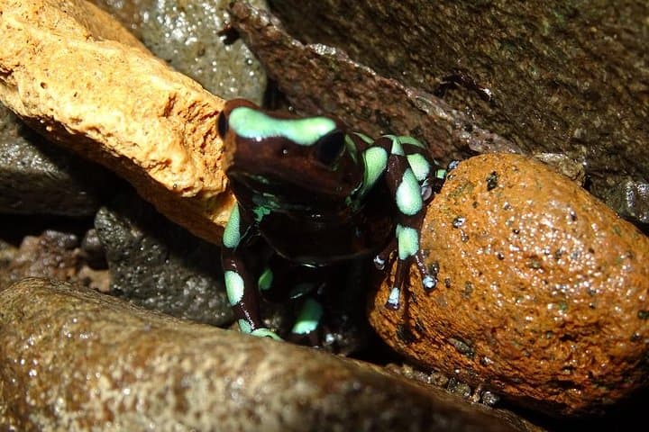 Bayano Canyoning: Cave Swimming & Limestone Gorges from Panama City photo 2