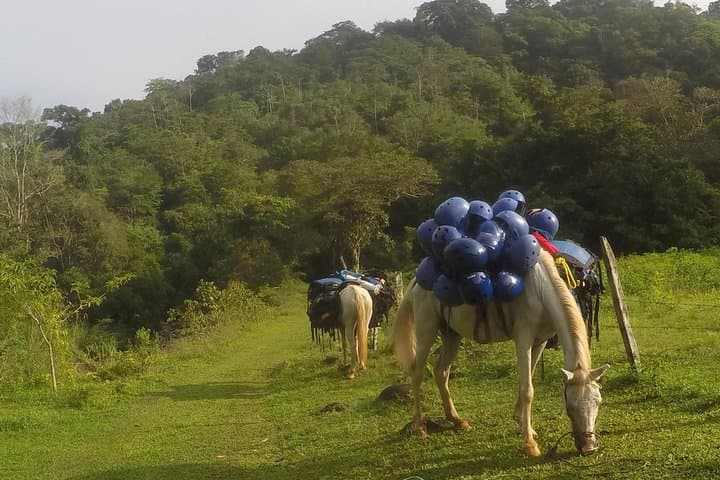 Chagres Challenge: Full-Day Jungle Expedition from Panama City photo 6