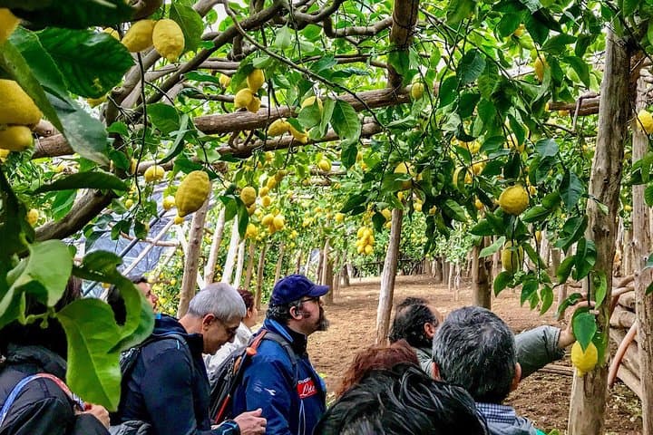 Path of the Lemons: Amalfi Coast Guided Lemon-Grove Walk photo 6