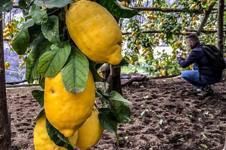 Path of the Lemons: Amalfi Coast Guided Lemon-Grove Walk