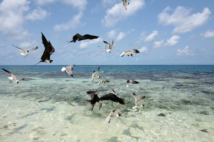 Snorkel Silk Caye: Swim with Turtles, Rays & Nurse Sharks near Placencia photo 6