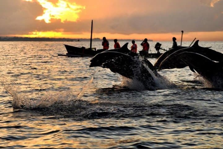 Lovina Dolphin Watching & Gitgit Waterfall Private Tour with Lunch