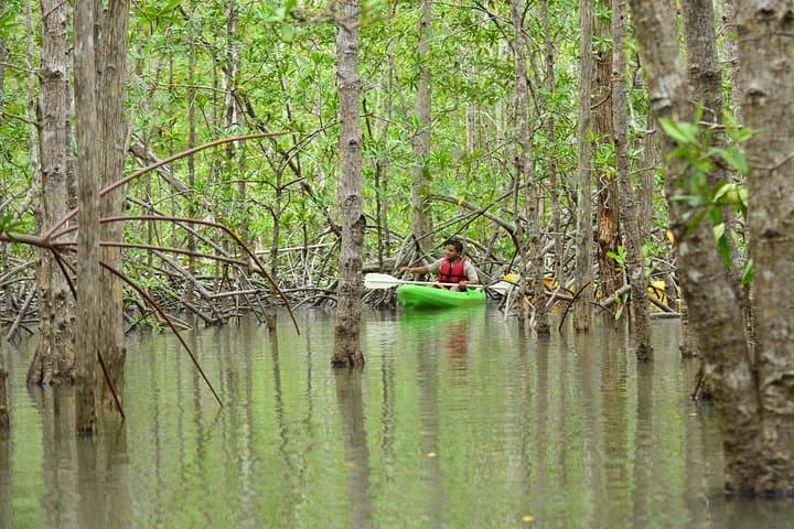 Paddle Isla Damas: Mangrove Kayaking Tour from Jacó with Wildlife Viewing photo 3