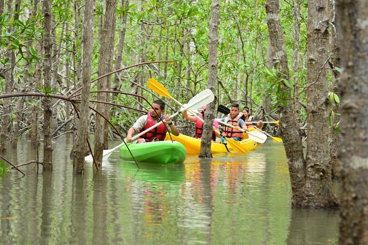 Paddle Isla Damas: Mangrove Kayaking Tour from Jacó with Wildlife Viewing photo 4