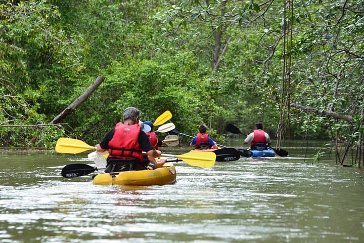 Paddle Isla Damas: Mangrove Kayaking Tour from Jacó with Wildlife Viewing photo 5
