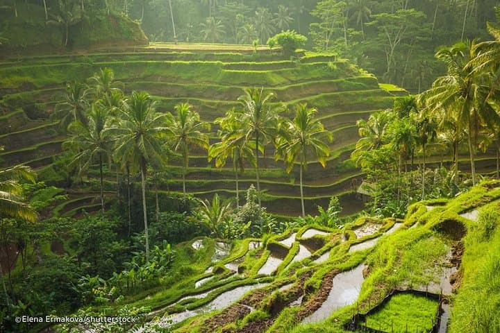 Discover Bali in 2 Days: Private Ubud Temples, Rice Terraces & Waterfalls photo 2