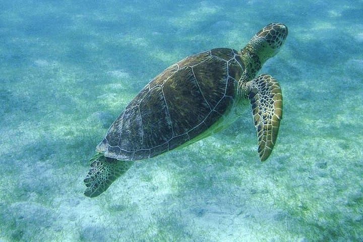 Snorkel with Sea Turtles & Swim a Cenote — Turtle Snorkeling Adventure from Cancun photo 3