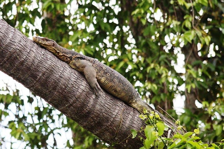 Klias Wildlife Safari River Cruise: Proboscis Monkeys, Sunset & Fireflies from Kota Kinabalu photo 4