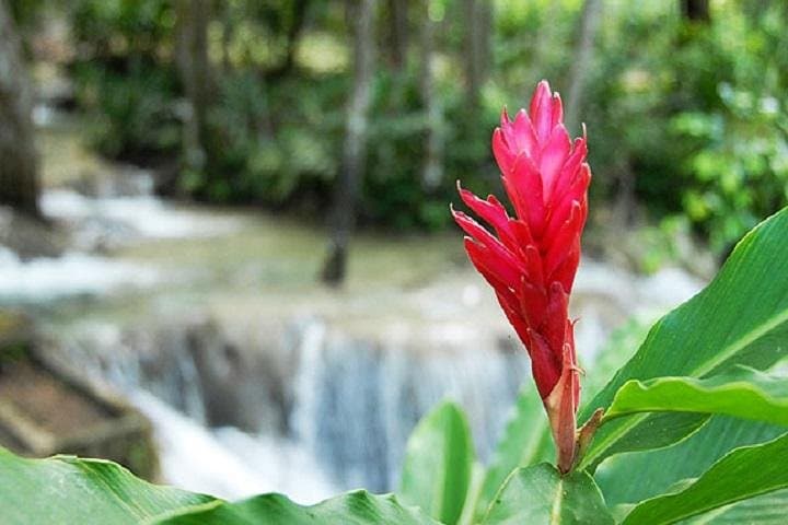 Montego Bay to Dunn's River Falls: Half-Day Guided Climb and Swim photo 6