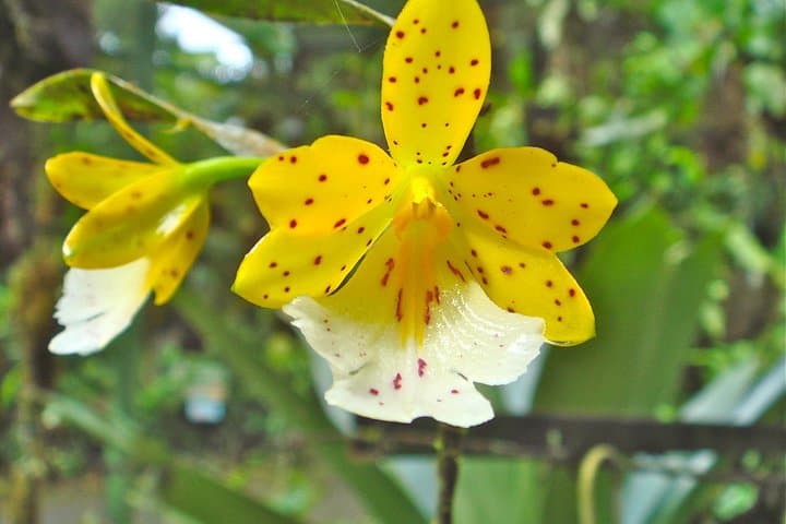 6-in-1 Rainforest Adventure from San José: Canopy, Ropes & Wildlife Day Tour photo 4