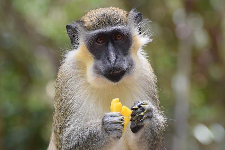 Half-Day St. Nicholas Abbey & Barbados Wildlife Reserve: Rum, Monkeys & Cherry Tree Hill Views photo 3