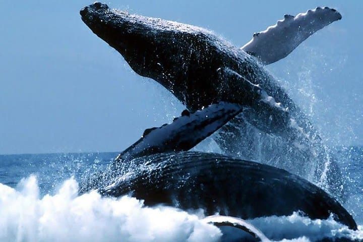 Cape Town to Hermanus Full-Day Whale Watching Tour with Optional Boat Trip