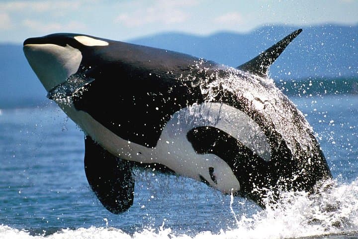 Cape Town to Hermanus Full-Day Whale Watching Tour with Optional Boat Trip photo 4