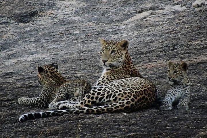 Kumbhalgarh Fort & Wildlife Safari: Private Day Tour from Udaipur photo 2