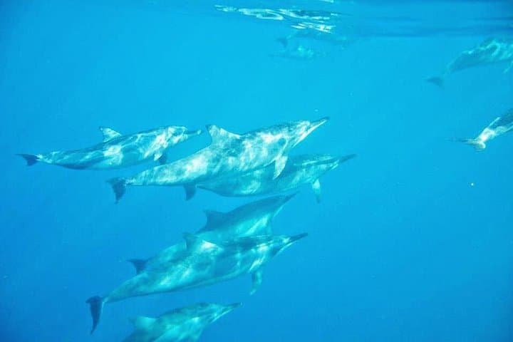 Mauritius Wild Dolphin Swim with Hotel Transfers — Tamarin Bay Dawn Encounter photo 6