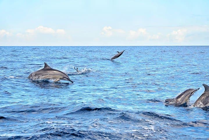 Swim with Wild Dolphins and Explore Mauritius Volcanic Wonders — Full-Day West Coast Tour photo 3