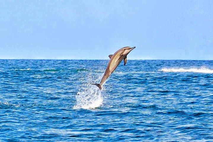 Mauritius in 3 Days: Private North, South & Southwest Tours with Optional Dolphin Swim photo 3