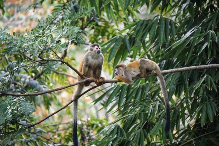 Day Trip to Manuel Antonio National Park from San José — Beaches, Rainforest Trails & Wildlife photo 4