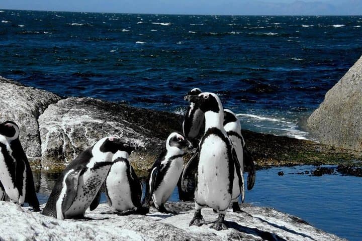 Cape Peninsula Full-Day Private Tour: Penguins, Chapman's Peak & Cape Point