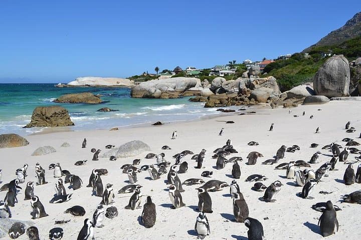 Cape Peninsula Full-Day Private Tour: Penguins, Chapman's Peak & Cape Point photo 2