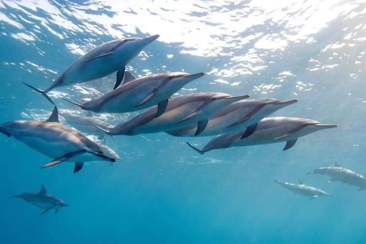 2-Hour Dolphin Swimming Excursion in Tamarin Bay, Mauritius