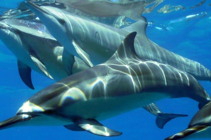 2-Hour Dolphin Swimming Excursion in Tamarin Bay, Mauritius photo 2