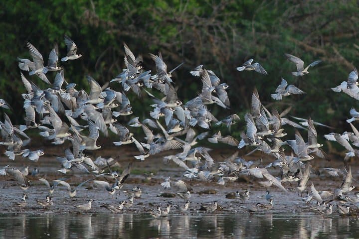 Bundala Birding Paradise: All‑Inclusive Birdwatching Tour Near Tissamaharama