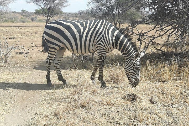 Mikumi National Park Day Trip from Morogoro: Full-Day Safari Guide photo 2