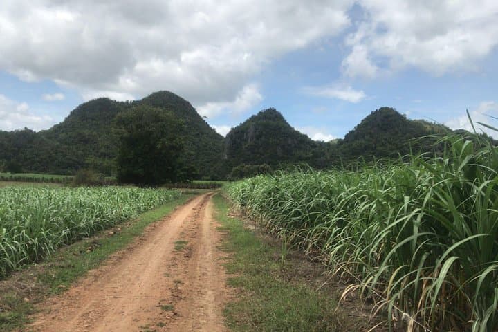Rural Cycling in Kanchanaburi: 2–3 Hour Ride Through Rice Fields & Birdlife photo 3