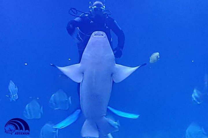 Hurghada Grand Aquarium: Walk the Underwater Tunnel & Shark Feedings photo 2